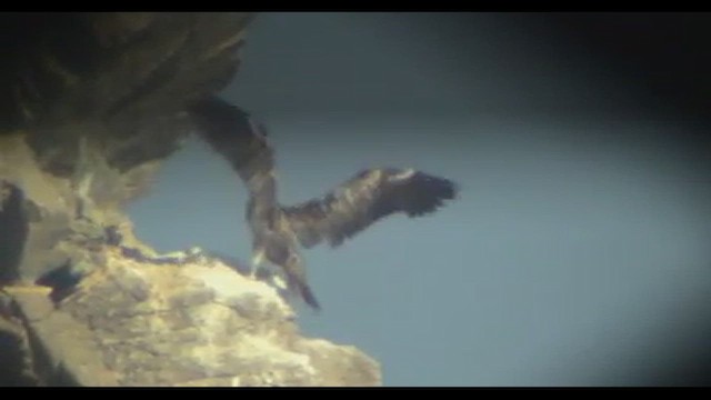 白腹鰹鳥 - ML612450096