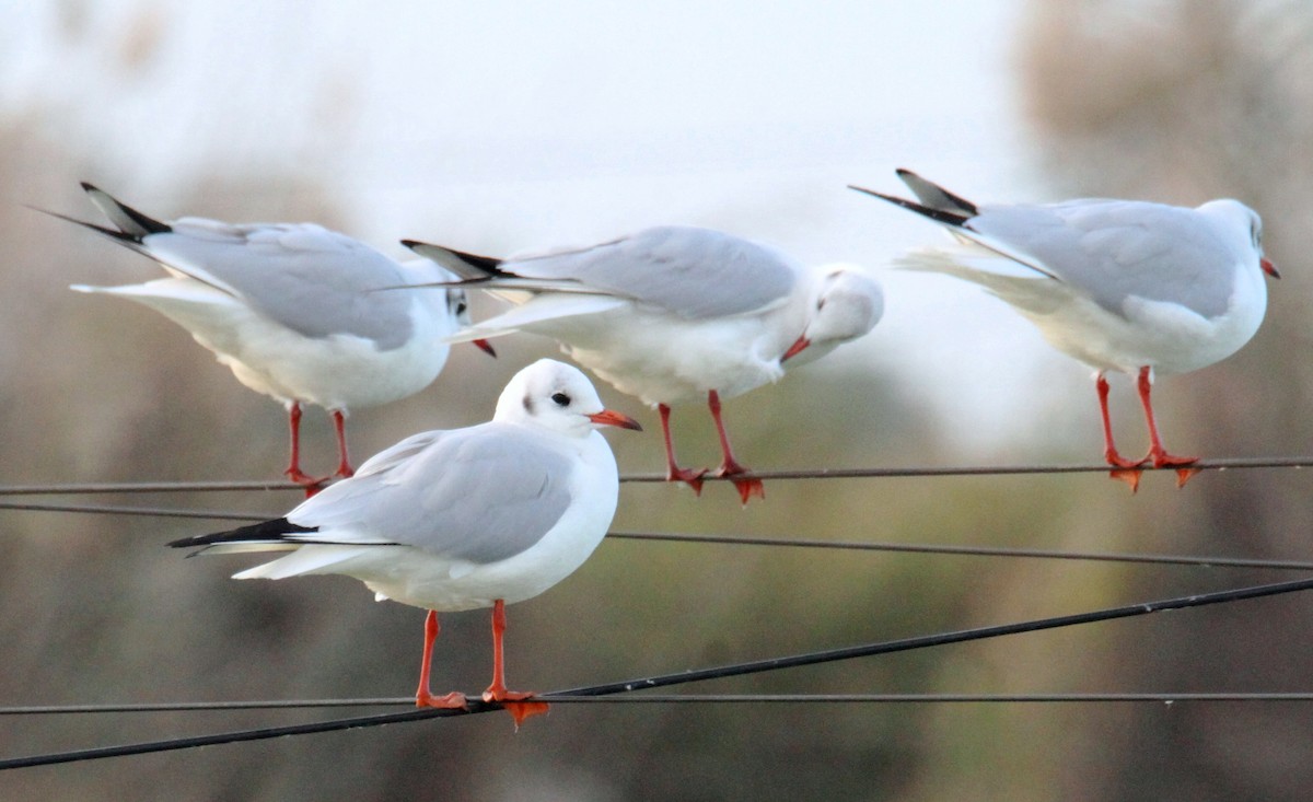 Mouette rieuse - ML612450102