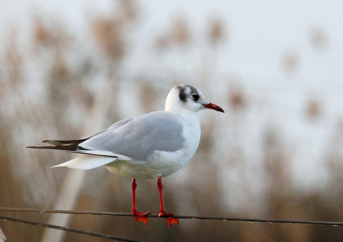 Mouette rieuse - ML612450103