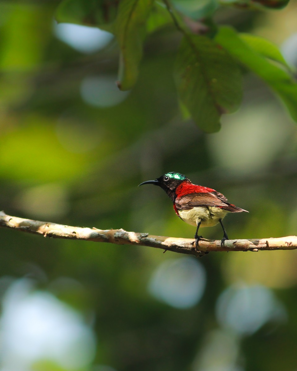 Crimson-backed Sunbird - ML612450113