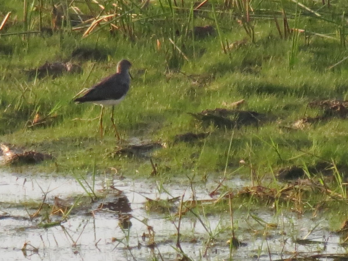 Lesser Yellowlegs - ML612450259