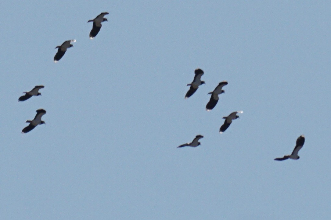 Northern Lapwing - ML612450292