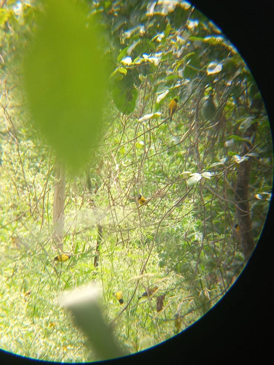 Saffron Siskin - Henry Estrella León