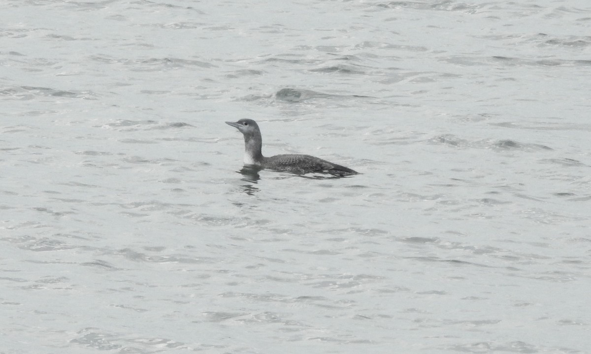 Red-throated Loon - ML612450321
