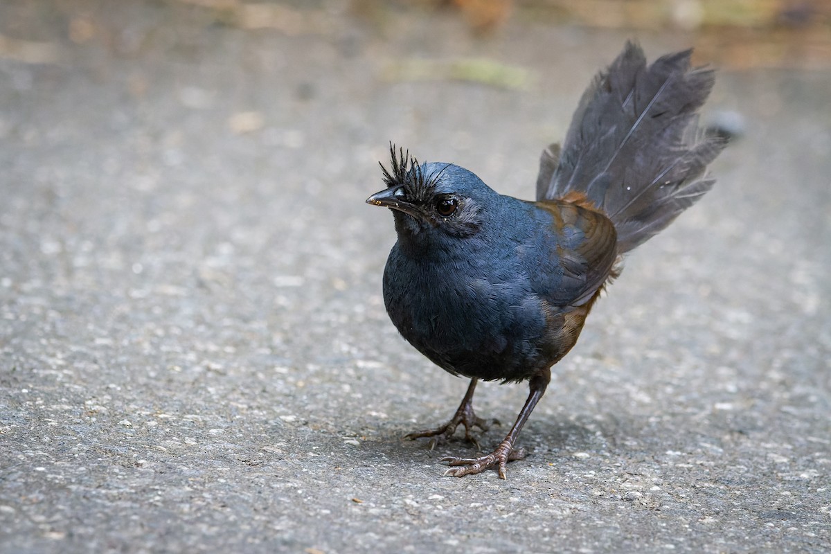 Braunbauchtapaculo - ML612450361