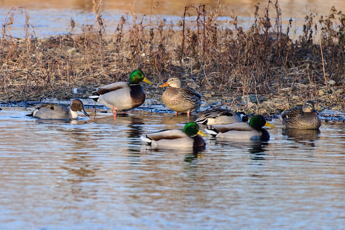 Northern Pintail - ML612450425