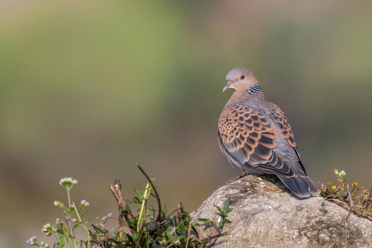 Oriental Turtle-Dove - Deepak Budhathoki 🦉