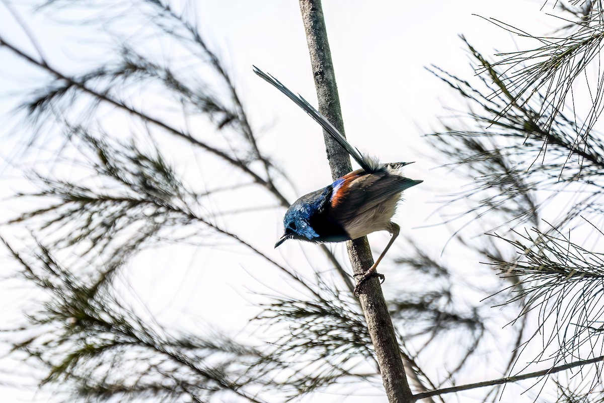 Variegated Fairywren - ML612450509