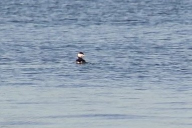 Horned Grebe - ML612450541