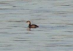 Pied-billed Grebe - ML612450544