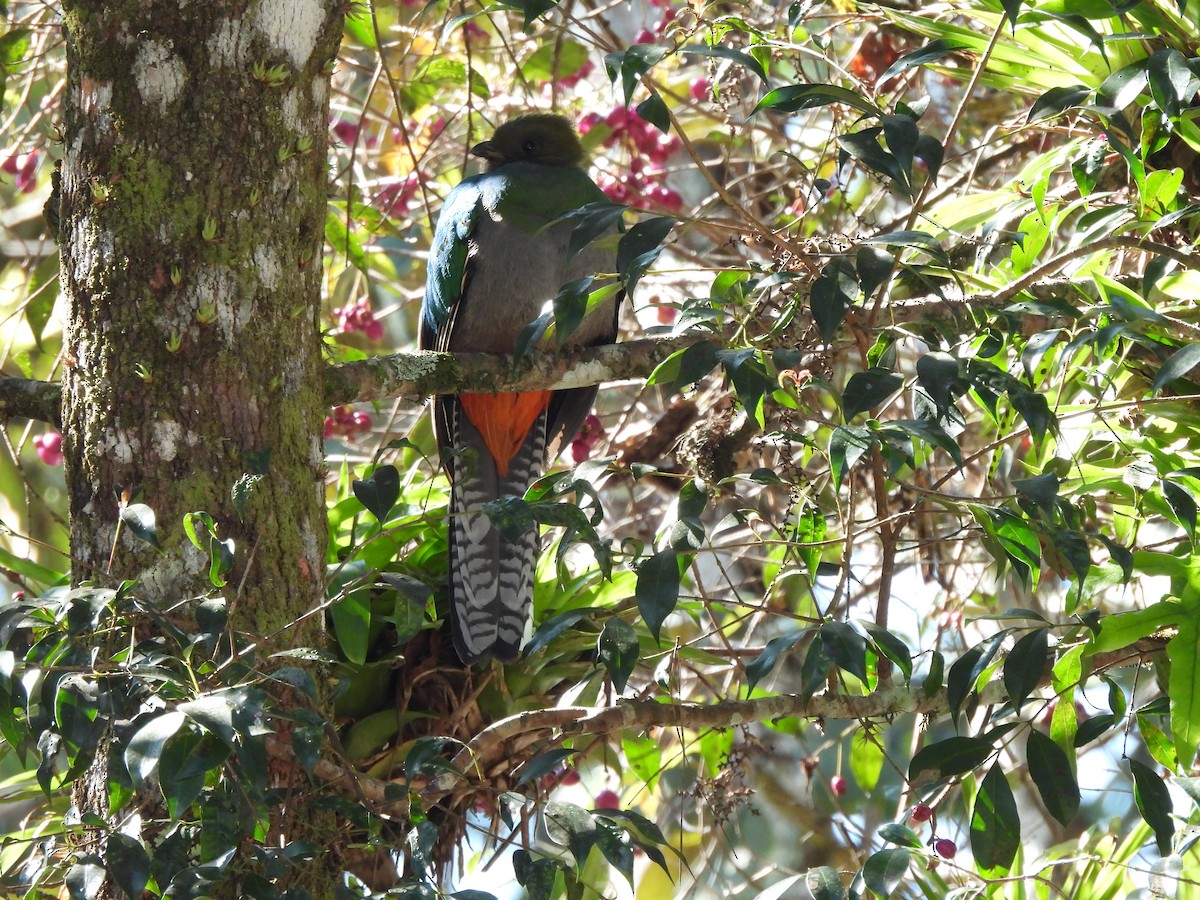 Resplendent Quetzal - ML612450611