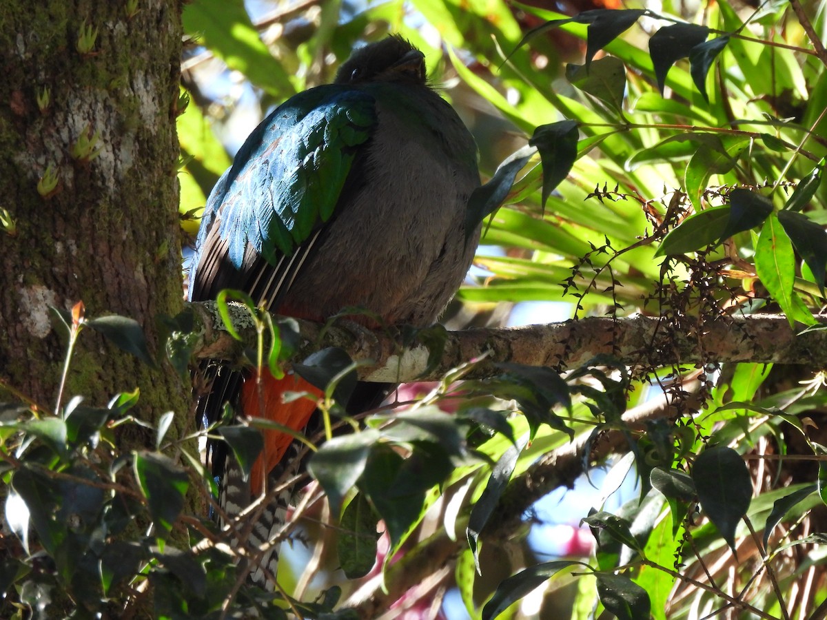 Resplendent Quetzal - Bosco Greenhead