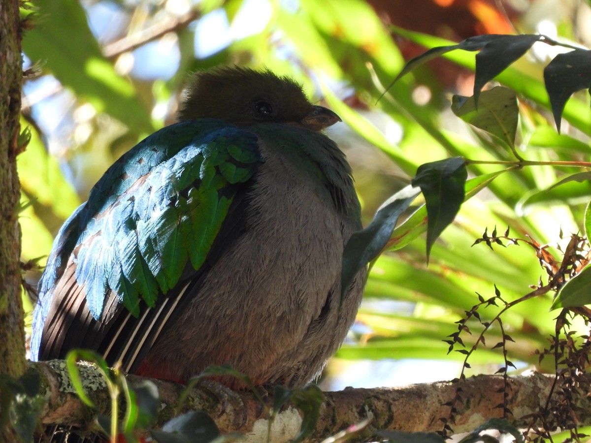 Resplendent Quetzal - ML612450637