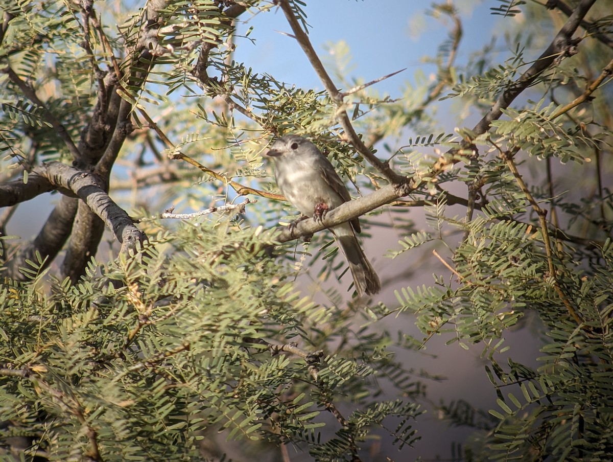 Gray Vireo - ML612450638