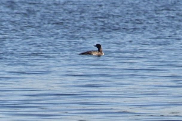 Common Loon - ML612450647