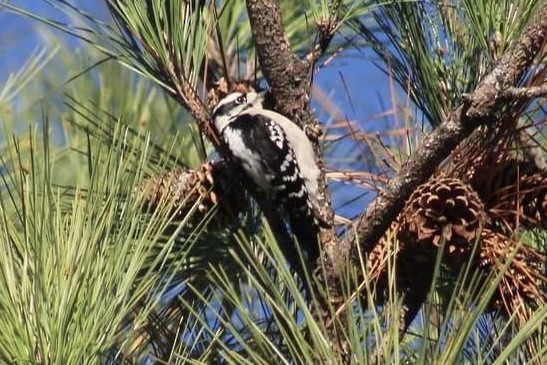 Downy Woodpecker - ML612450660