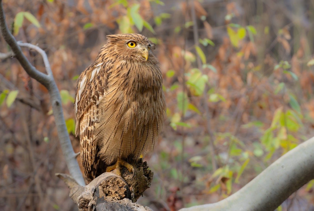 Brown Fish-Owl - ML612450699