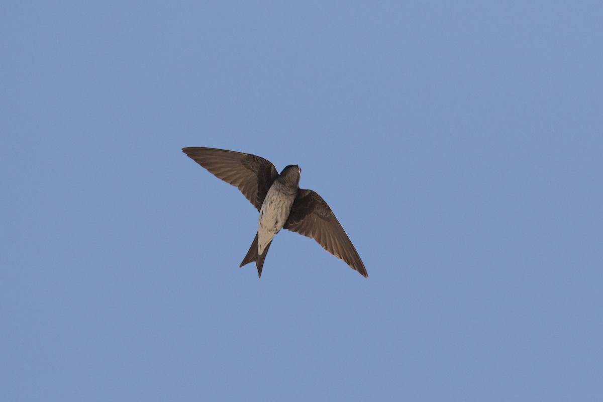 Gray-breasted Martin - Michel Gutierrez