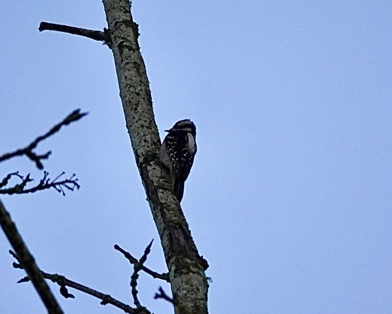 Downy Woodpecker - ML612450744