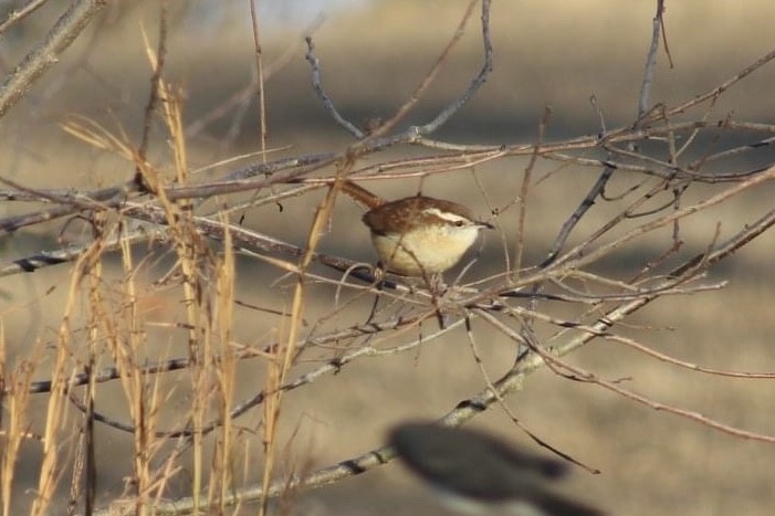 Carolina Wren - Matt  Papuchis