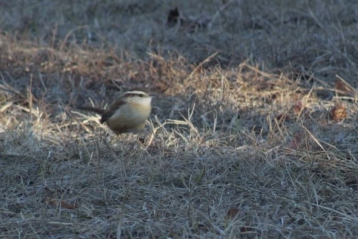 Carolina Wren - Matt  Papuchis