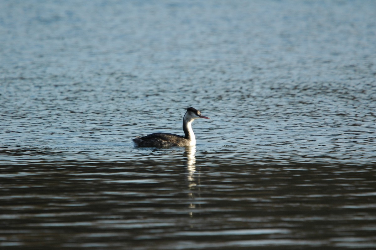 Great Crested Grebe - ML612450749