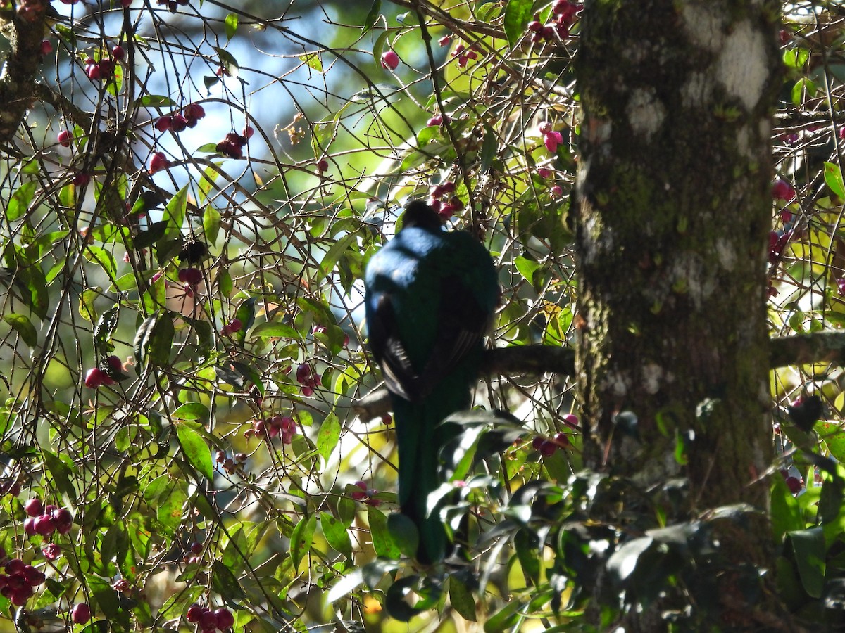 Resplendent Quetzal - ML612450750