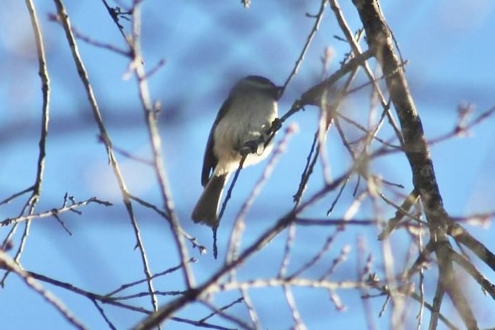Eastern Phoebe - ML612450760
