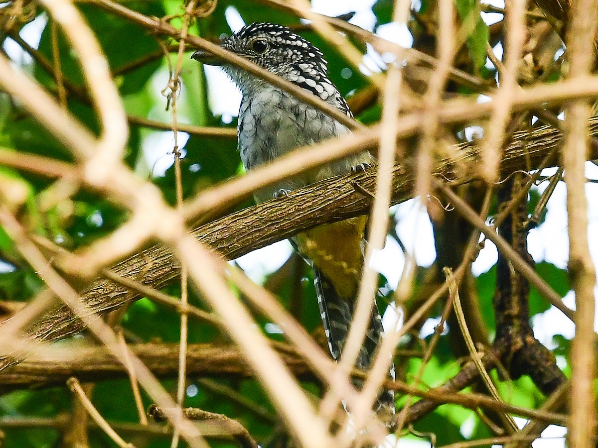 Spot-backed Antshrike - ML612450772