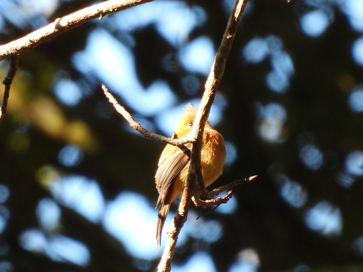 Tufted Flycatcher - ML612450817