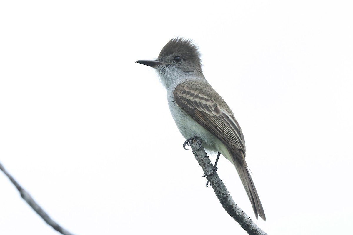 La Sagra's Flycatcher - ML612450820