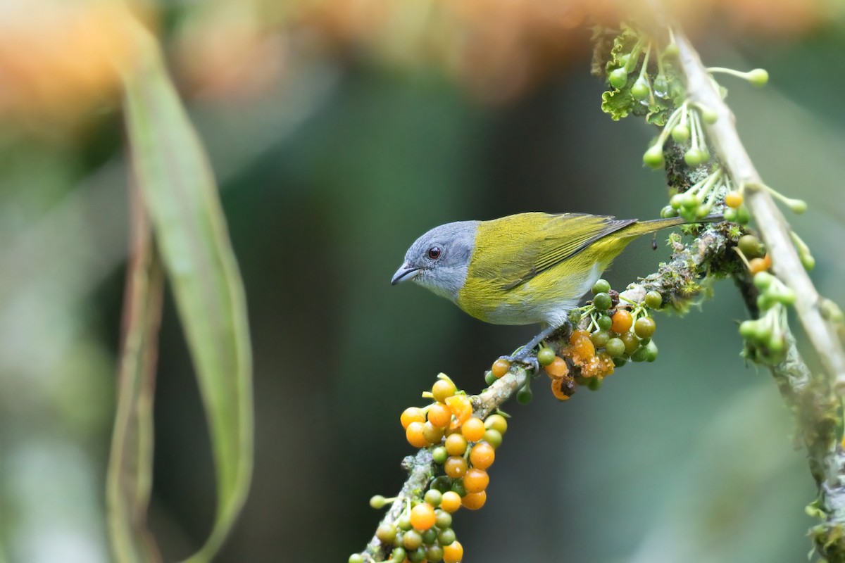 Ashy-throated Chlorospingus - ML612450829