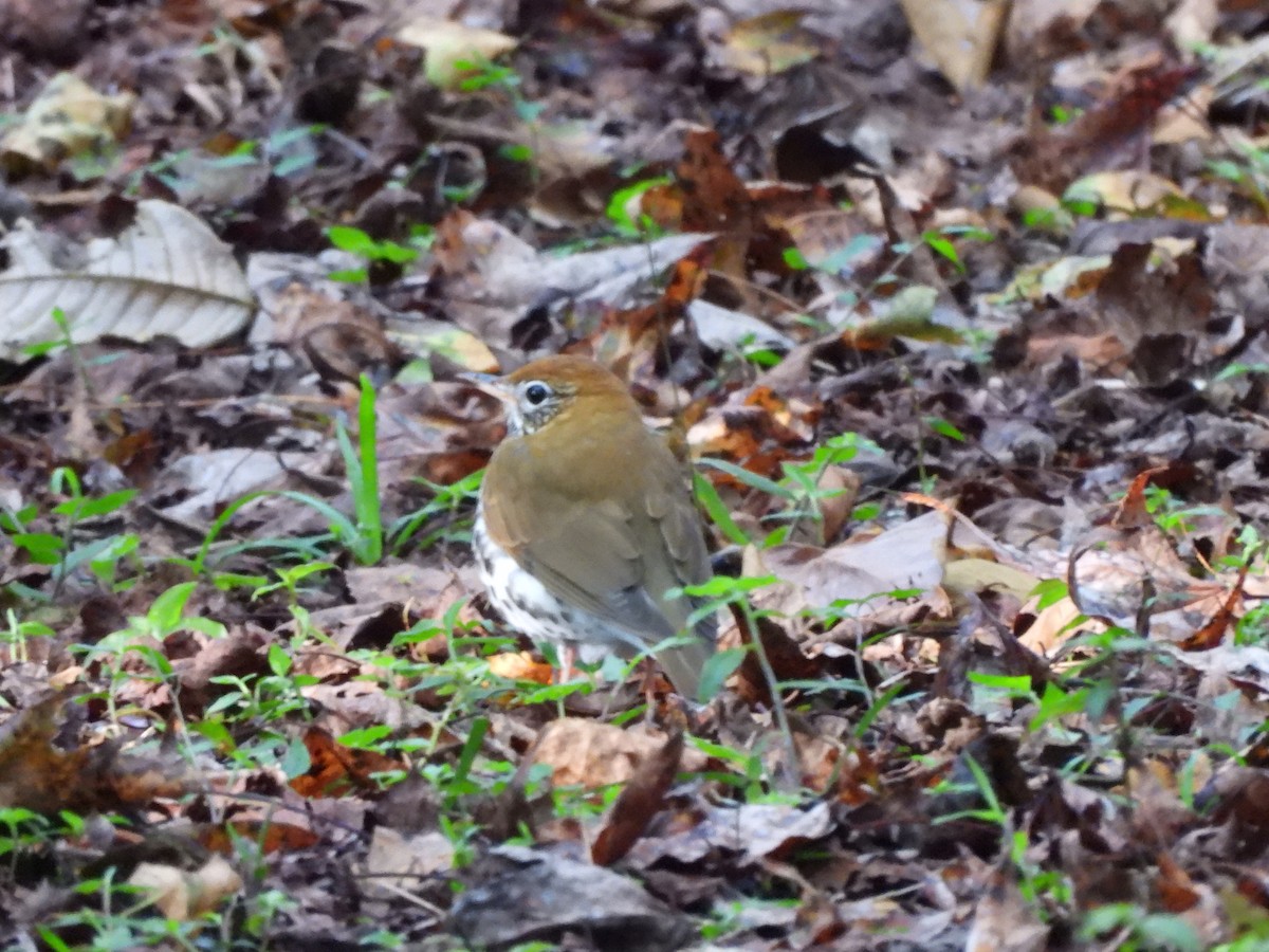 Wood Thrush - ML612450834