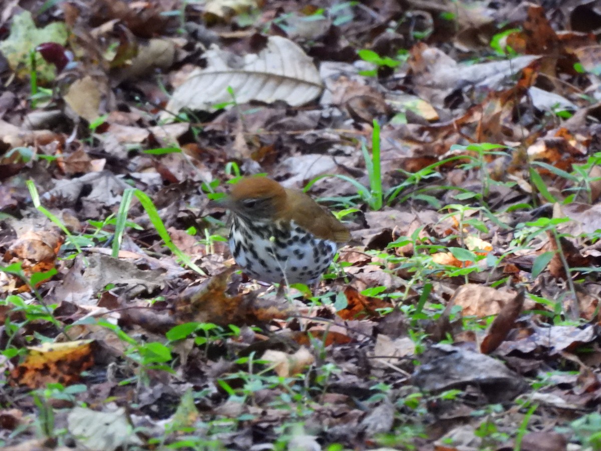 Wood Thrush - ML612450835