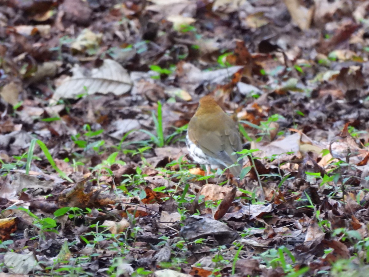 Wood Thrush - Bosco Greenhead