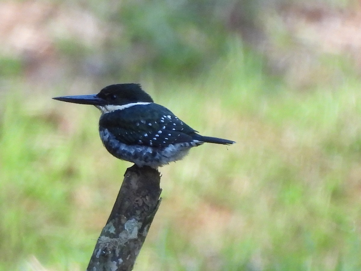 Green Kingfisher - ML612450868