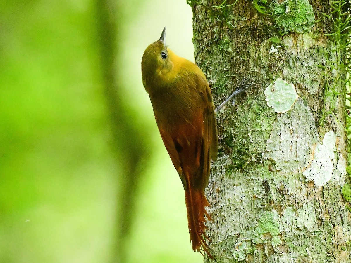 Olivaceous Woodcreeper - Xueping & Stephan Popp