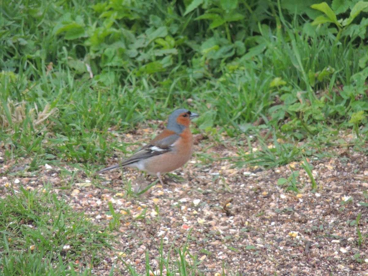 Common Chaffinch - ML612450927