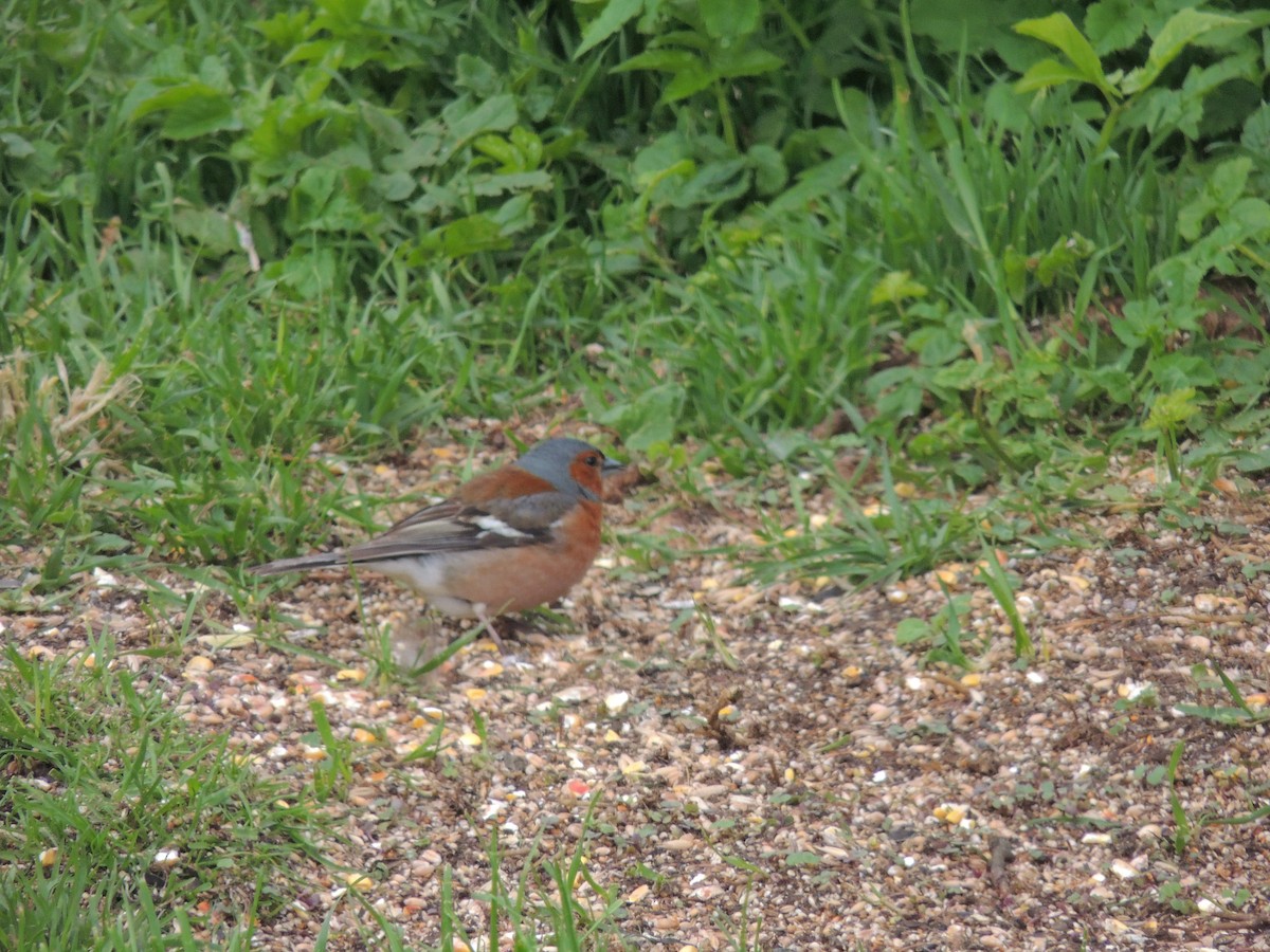 Common Chaffinch - ML612450928