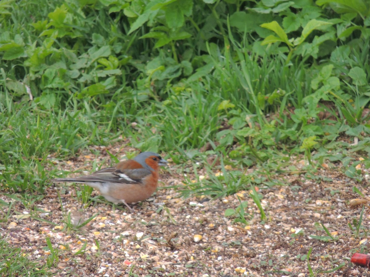 Common Chaffinch - ML612450929