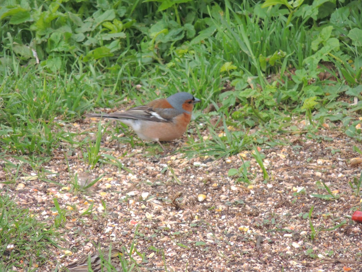 Common Chaffinch - ML612450930