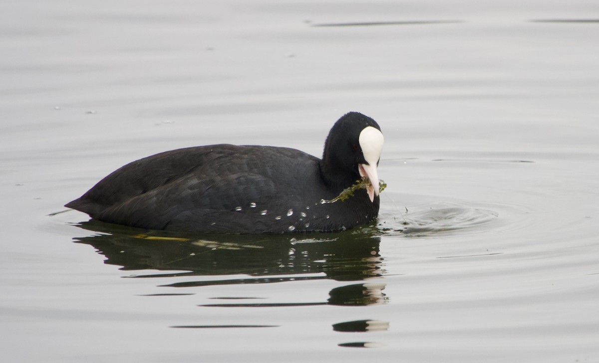 Eurasian Coot - ML612450950