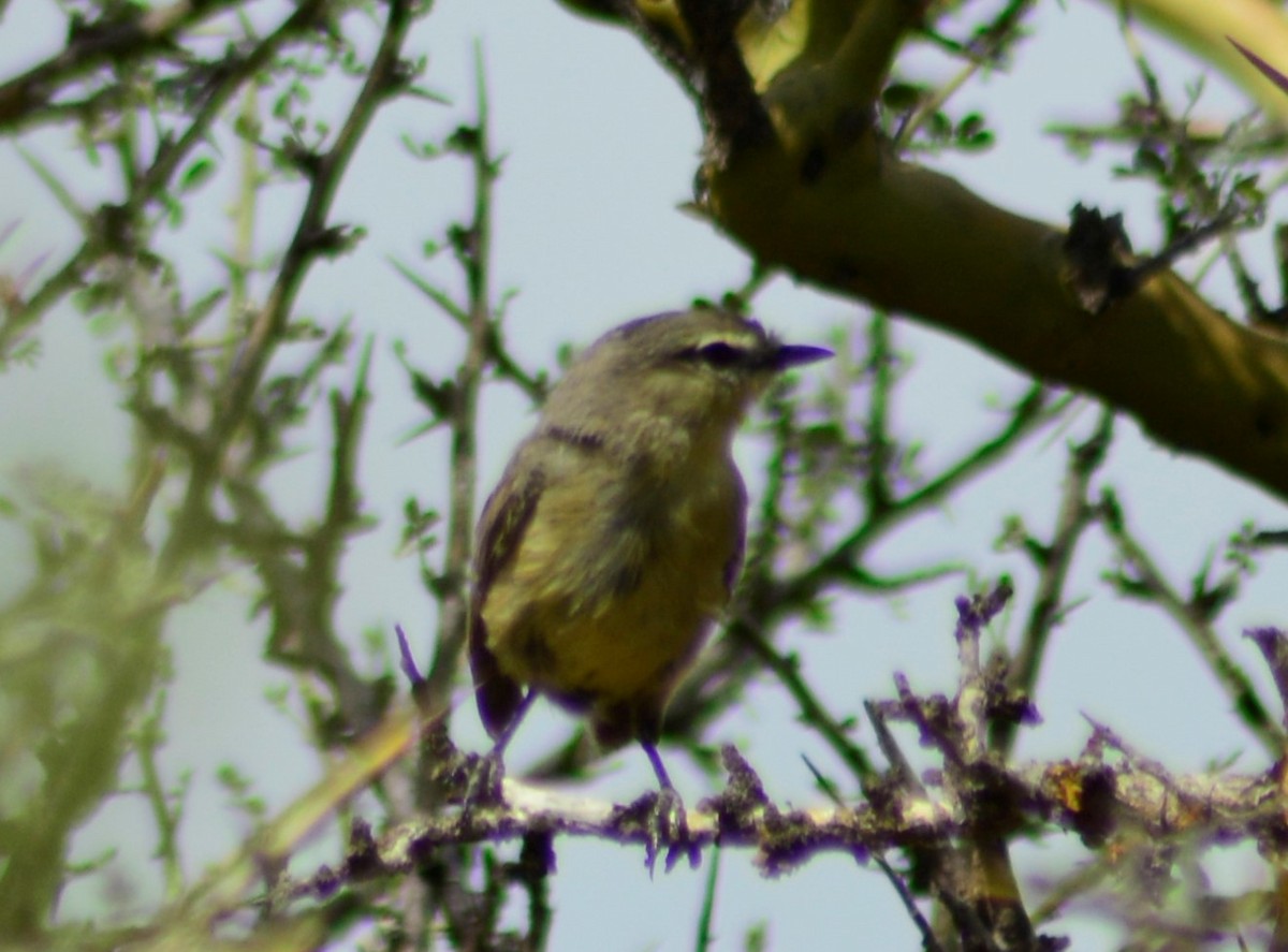 Greater Wagtail-Tyrant - ML612450975