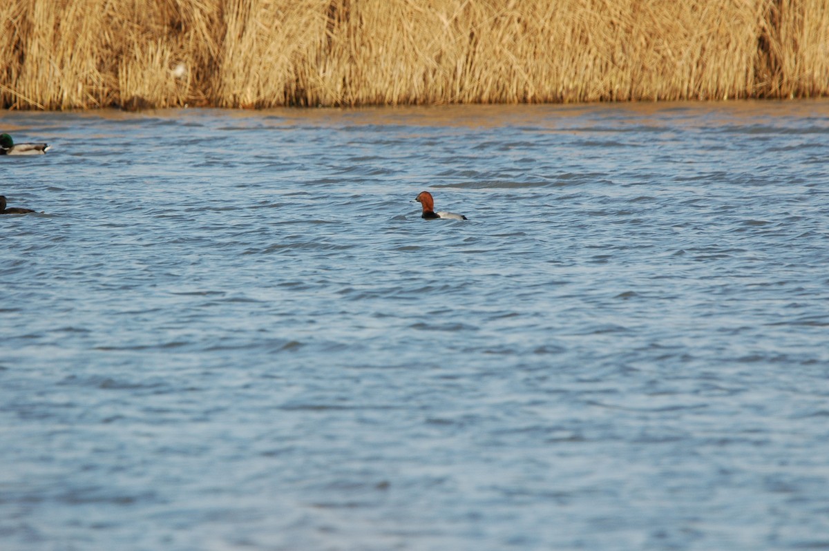 Common Pochard - ML612451004