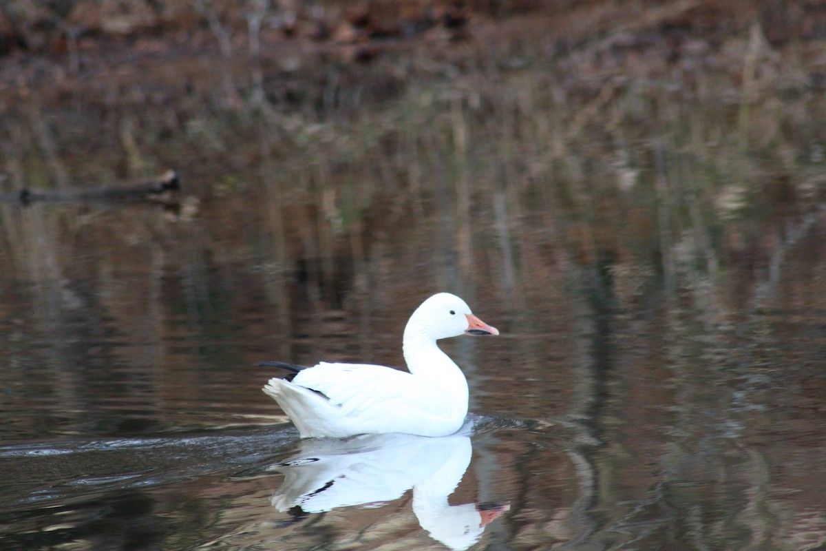 Snow Goose - Randi Williams