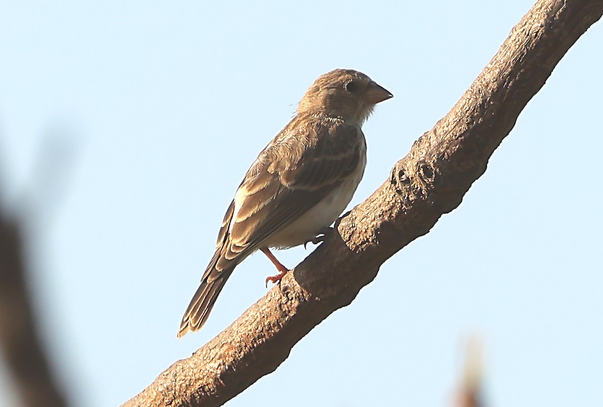 White-rumped Seedeater - Gareth Hughes