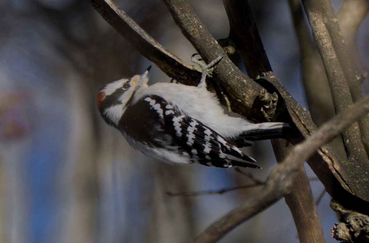 Downy Woodpecker - ML612451085