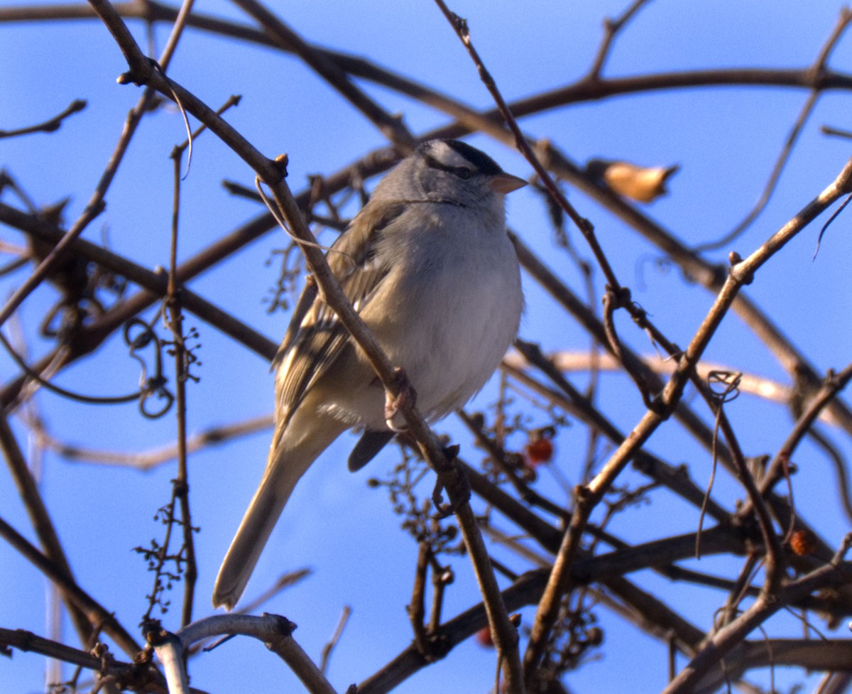 White-crowned Sparrow - ML612451097