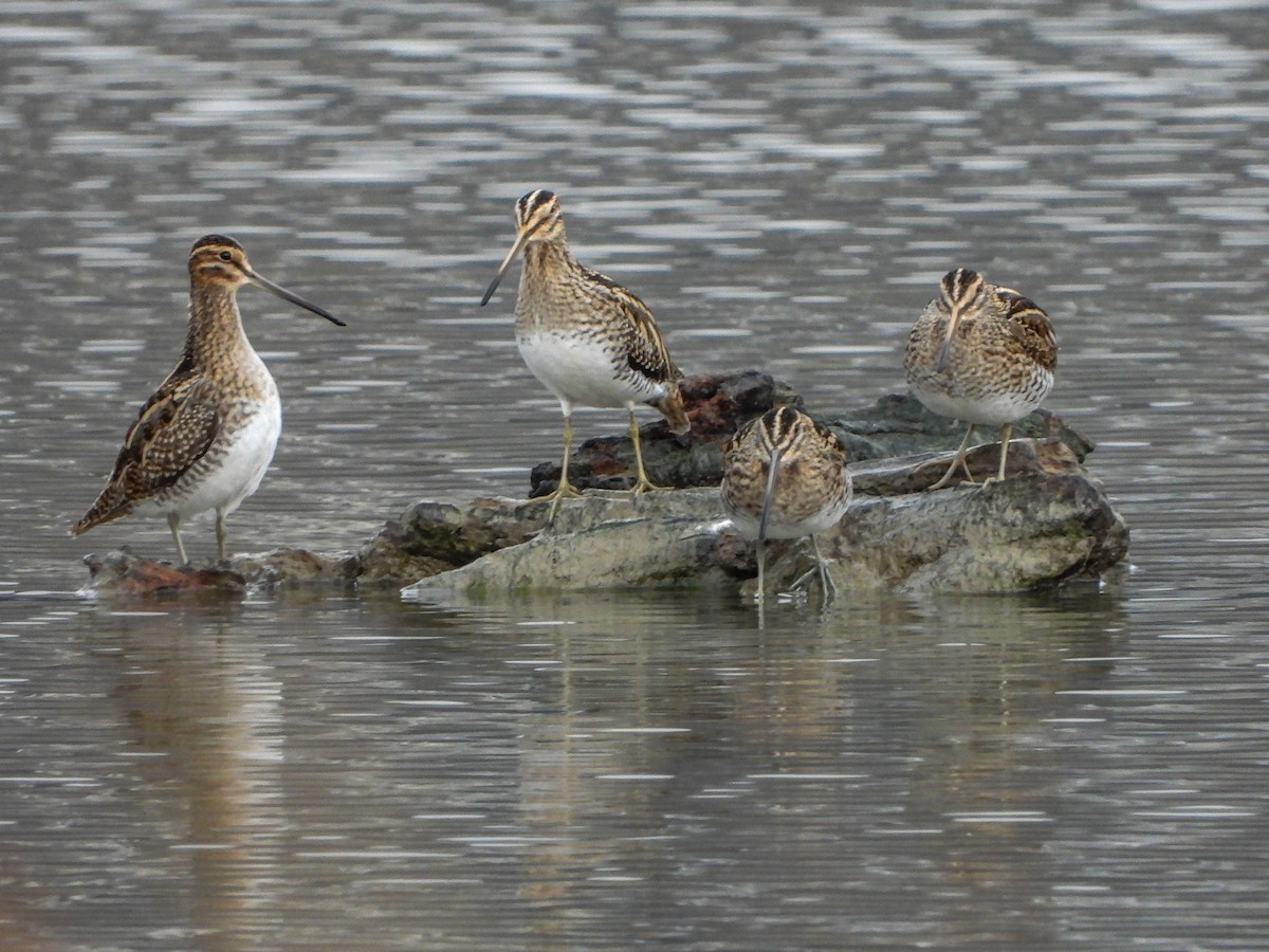 Common Snipe - ML612451098