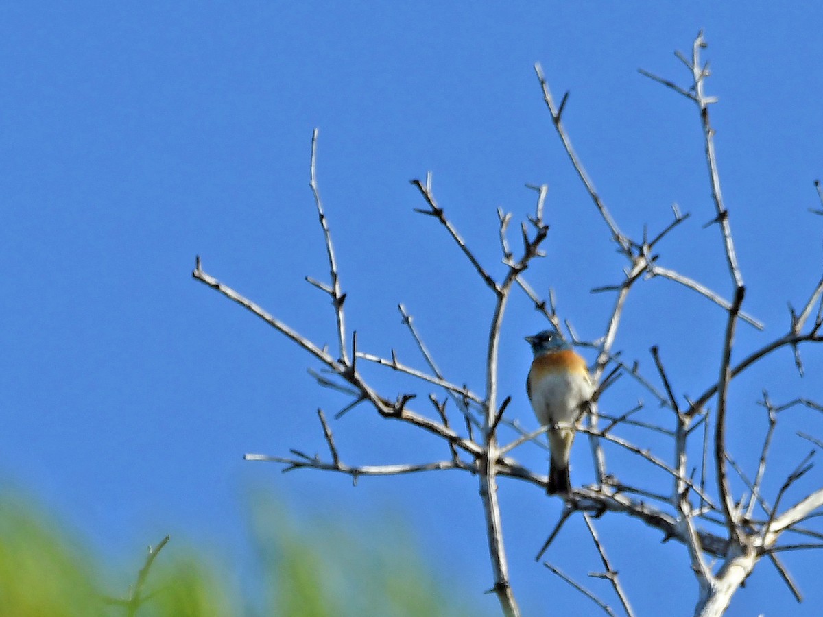 Lazuli Bunting - ML612451175